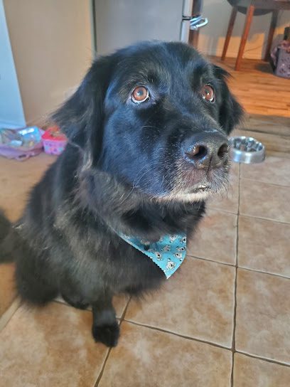 Dog-Gone Grooming Salon The