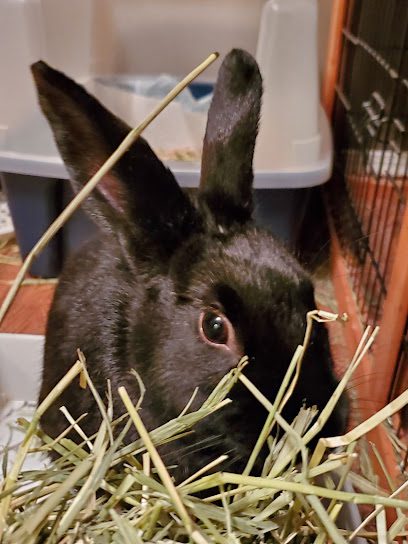 Townline Veterinary Hospital