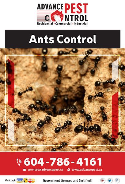 Abbotsford – Pest Control