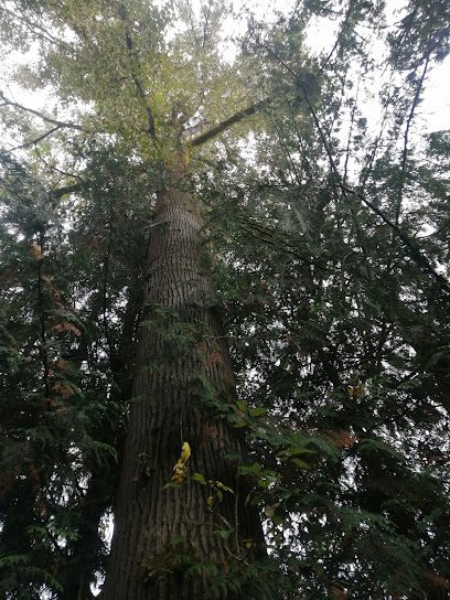 Parkview tree service