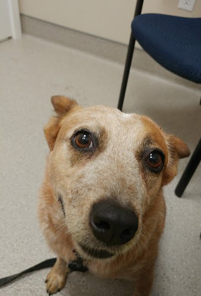 Fraser Valley Animal Hospital