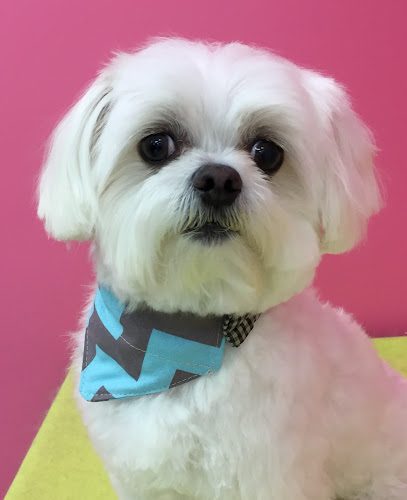 Me ‘n Mom’s Doggy Shop
