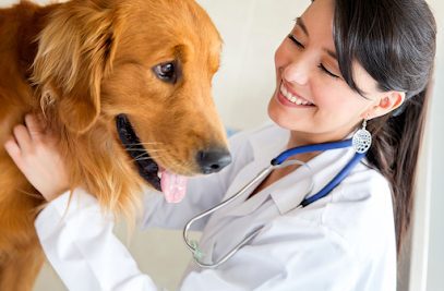 Allwest Animal Hospital