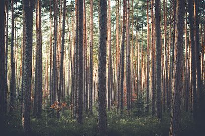 Western Tree Services