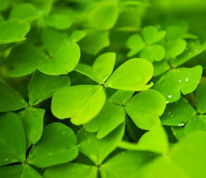 Cross Roads Naturopathic clinic
